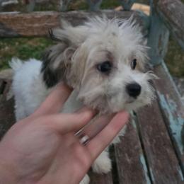 Bernardo - Parti male Maltipoo puppy in Lebanon, Kentucky from Mosaic Merle Doodles