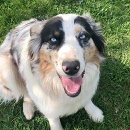 Piper - Australian Shepherd