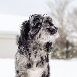 Freya - Goldendoodle