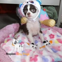 Chihuahua Puppies from Naples Tiny Dogs
