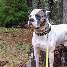 Dragon - American Bulldog