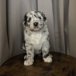 Katniss - Merle female Assorted Doodle Crosses puppy in Mesa, Arizona from Arizona Doodle Trails