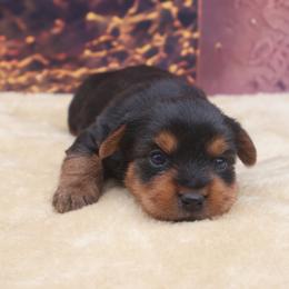Jesse - Black and tan male Yorkshire Terrier puppy in Lamar, Missouri from RJ’S Classy Yorkies