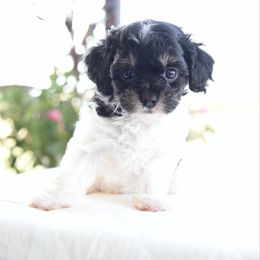 Tri female - Tri-color female Cavapoo puppy in Lawton, Oklahoma from Lindsey’s Cavies