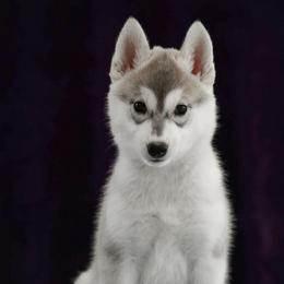 Twinkle - Gray and white female Siberian Husky puppy in North Miami, Florida from Kardrovi Siberians