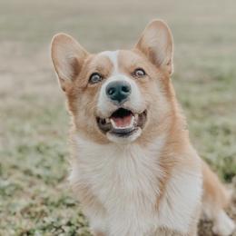 Pembroke Welsh Corgis from Riley’s Corgis