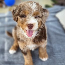 "Billy Summer 2022 (now Graham)" Assorted Doodle Crosses Puppies from Do Wah Diddy Doodles