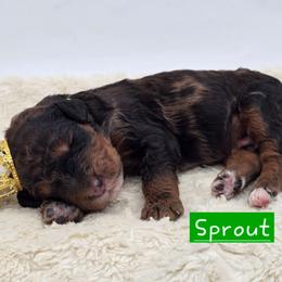 Sprout - Merle male Bernedoodle puppy in Neillsville, Wisconsin from Granton Creek