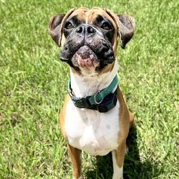 Boxers and French Bulldogs from Doggoland