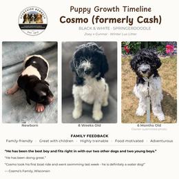 Aussiedoodle, English Springer Spaniel, and Springerdoodle Puppies from Storyside Kennels