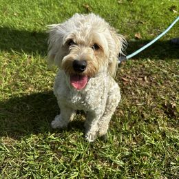 Archie - Bernedoodle