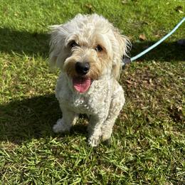 Archie - Bernedoodle
