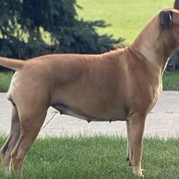 Bullmastiffs from BGBULLMASTIFFS