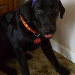 Labrador Retrievers from Wag More English Labradors