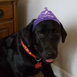 Labrador Retrievers from Wag More English Labradors
