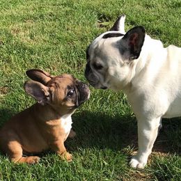 French Bulldogs from Leading Irons Bullys