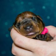 Red Girl - Red female German Pinscher puppy in Topeka, Kansas from Rhapsody German Pinschers