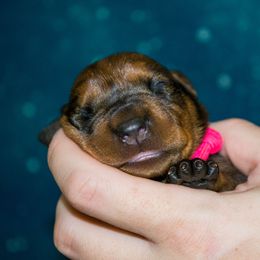 Red Girl - Red female German Pinscher puppy in Topeka, Kansas from Rhapsody German Pinschers