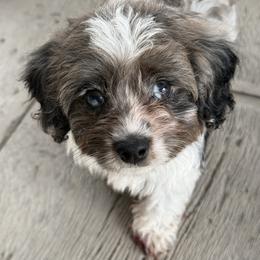 Drizzle - Tri-color male Cavapoo puppy in Millersburg, Ohio from T Sanctum