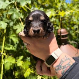 Girl 2 - Black and tan female Dachshund puppy in Santa Rosa, California from Signature Mini Dachshunds