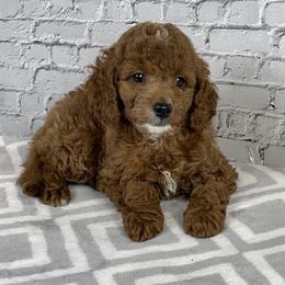 Poppy - Red  female Goldendoodle puppy in Millersburg, Ohio from Ohio Puppy Paws