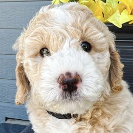 Boy 1 - Apricot Goldendoodle puppy in Meridian, Idaho from Dre's Doodles