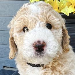 Boy 1 - Apricot Goldendoodle puppy in Meridian, Idaho from Dre's Doodles
