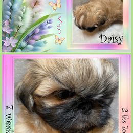 Shih Tzu Puppies from Mtn Top Royal Shih Tzu