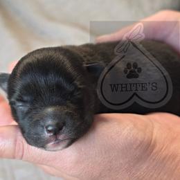Jamison - Black male Pomsky puppy in Spokane, Washington from CJ White's Poms and Pomskies