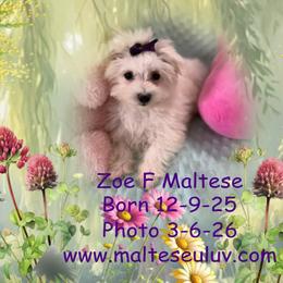 Zoe - White female Maltese puppy in Silverhill, Alabama from Malteseuluv’s Tiny Treasurers
