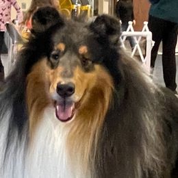 Collies from Scarborough Collies