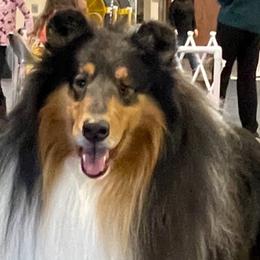 Collies from Scarborough Collies