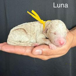 Luna - Cream female Goldendoodle puppy in Conroe, Texas from Tails of Cypress