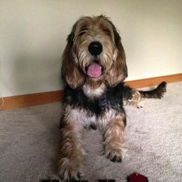 Otterhound All Grown Up from WrightWay Otterhounds