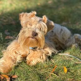 Bandit - Wheaten male Miniature Schnauzer puppy in Salisbury, North Carolina from Truffle Tail Schnauzers