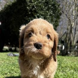 Sven - Red roan male Cockapoo puppy in Williamston, South Carolina from Sassy Bob’s Dogs