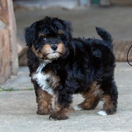 Aussiedoodles, Bernedoodles, Miniature Australian Shepherds, and Toy Australian Shepherds from Clay Creek Aussies