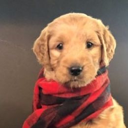 Goldendoodles from Cindy Totten