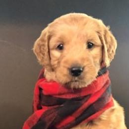 Goldendoodles from Cindy Totten