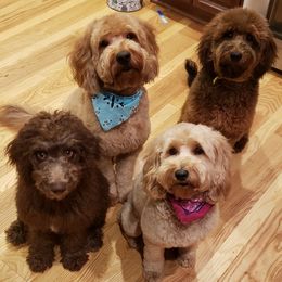 Goldendoodles from Mini Me Doodles