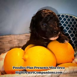 Aussiedoodle, Poodle, and Toy Australian Shepherd Puppies from High Desert Companions