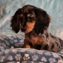 Sapphire's black and cream dapple - Dapple male Dachshund puppy in Wheatfield, Indiana from Wines Wienery