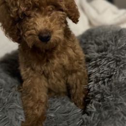 Girl 4 - Apricot female Poodle puppy in Carrollton, Georgia from Doods&Brews Poodles&Doodles