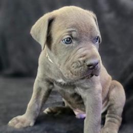Gray Collar - Gray male Cane Corso puppy in Atlanta, Georgia from Cane Corso’s of Atlanta