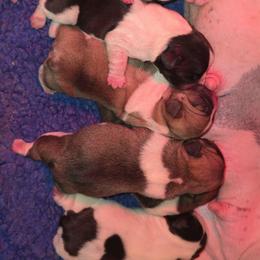 2nd pick male - White and fawn male French Bulldog puppy in Twin Falls, Idaho from Whispering White Pines Labradors