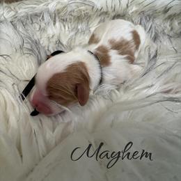 Boy 3 - male Cavalier King Charles Spaniel puppy in Mystic Islands, New Jersey from Mystic Cavaliers LLC