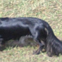 Benda - Dachshund