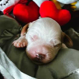Phantom - Blenheim Cavapoo puppy in Tucson, Arizona from Cavapoo Puppy Parade
