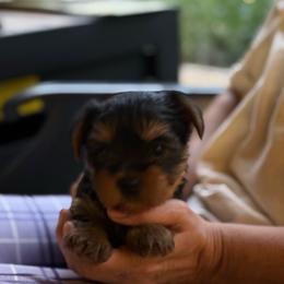 Dollys boy - Black and tan male Yorkshire Terrier puppy in Hardeeville, South Carolina from Pups of the Lowcountry