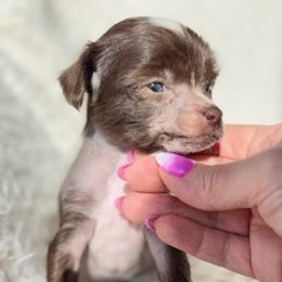 Chinese Crested Puppies from Royal Chinese Crested